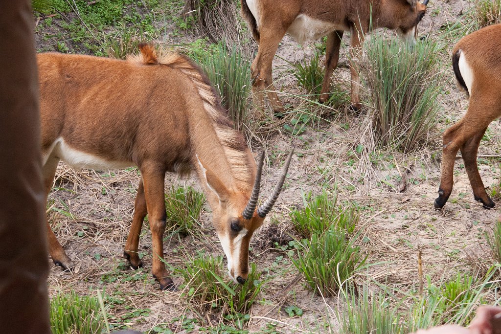 IMG_6740.jpg - Sable antelope.